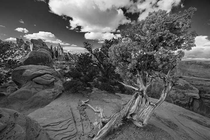 Juniper at Double O Arch