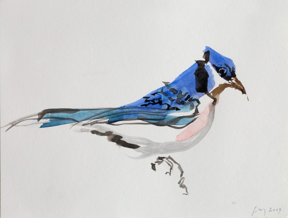 blue jay sketch